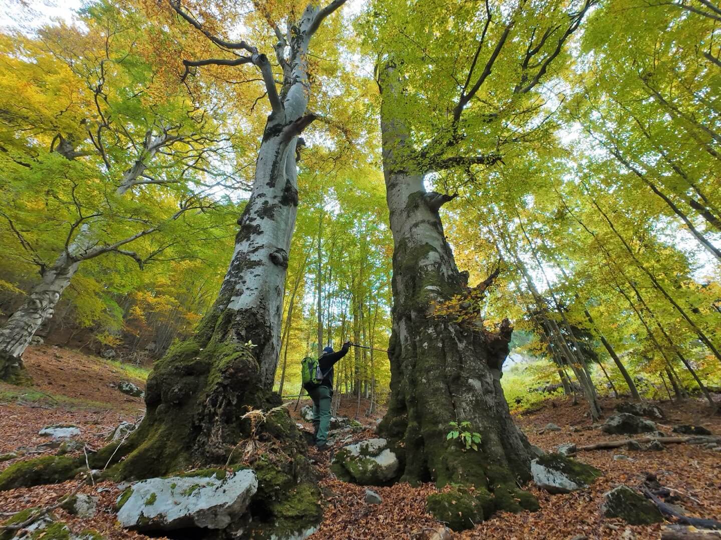 05-FAGGI SECOLARI